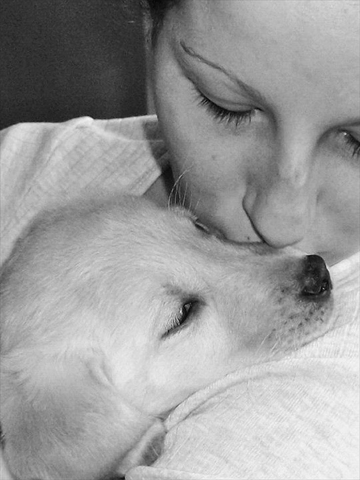 Labrador retriever Cleo - ”The sound of your heart is the most significant sound in the world.” <3 billede 3