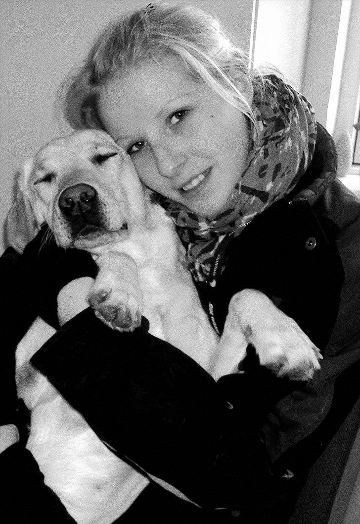 Labrador retriever Cleo - Elsk på dig :* billede 2