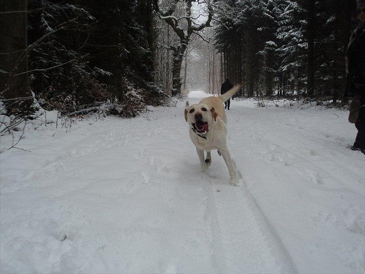 Labrador retriever Lucka - Fuld fart frem :D billede 17