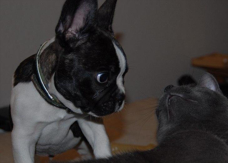 Fransk bulldog Nicki *En stjerne på himmelen* billede 8