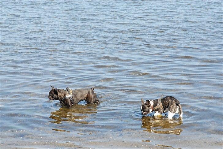 Fransk bulldog Nicki *En stjerne på himmelen* billede 9