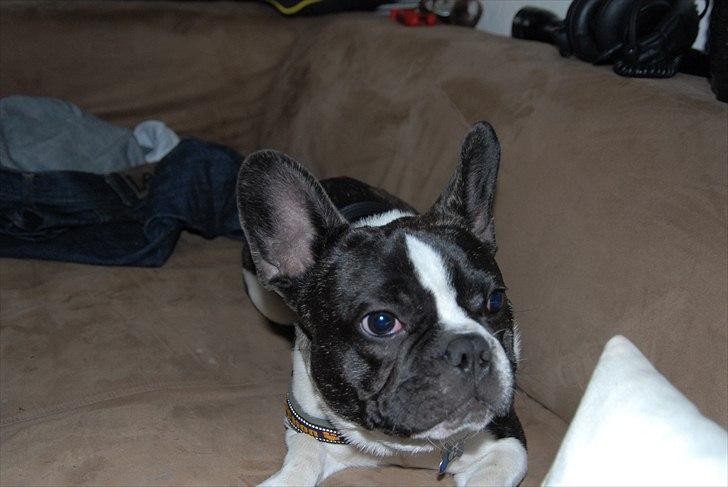Fransk bulldog Nicki *En stjerne på himmelen* billede 10