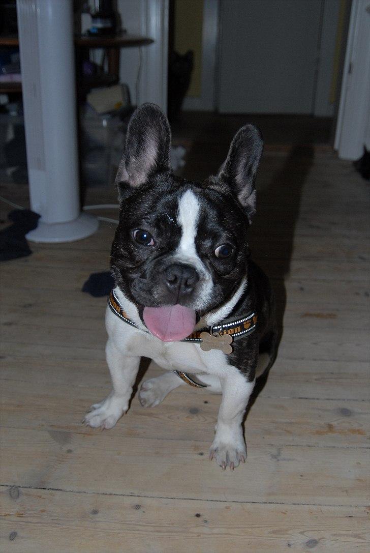 Fransk bulldog Nicki *En stjerne på himmelen* billede 11