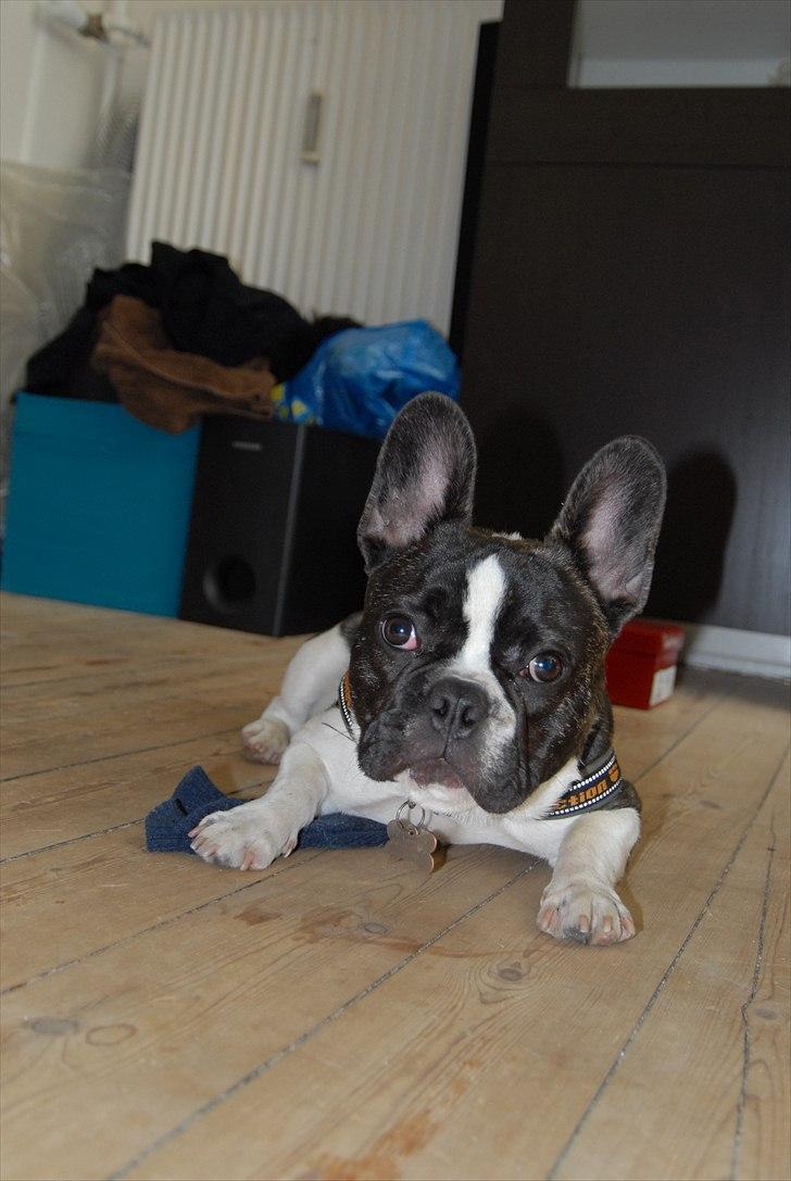 Fransk bulldog Nicki *En stjerne på himmelen* billede 12
