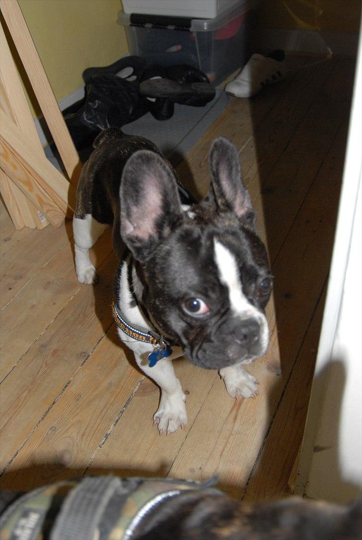 Fransk bulldog Nicki *En stjerne på himmelen* billede 13
