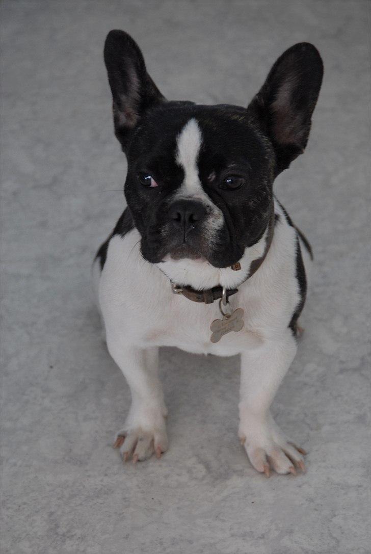 Fransk bulldog Nicki *En stjerne på himmelen* billede 14