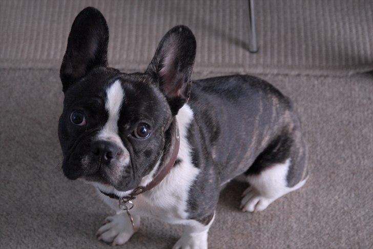 Fransk bulldog Nicki *En stjerne på himmelen* billede 15
