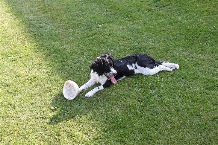 Field Trial spaniel *Freja* billede 7