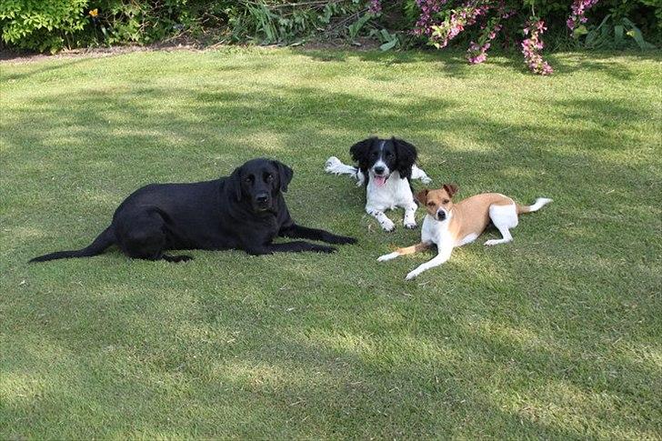 Field Trial spaniel *Freja* billede 6