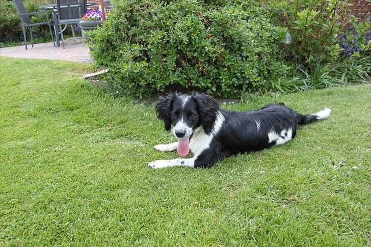 Field Trial spaniel *Freja* billede 2