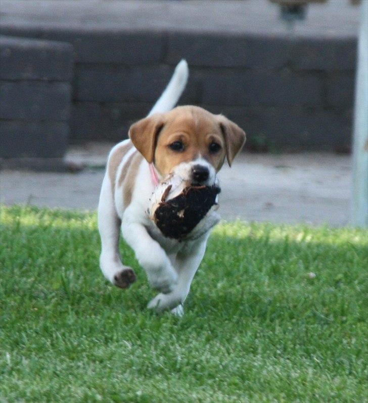 Blanding af racer Johna Stockton - løber med bold. 5,5 uge gammel billede 4