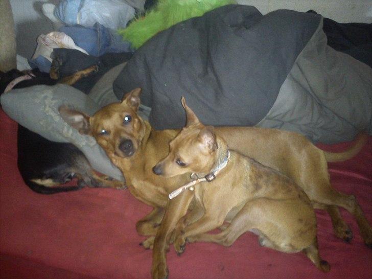 Dvaergpinscher my billede 1