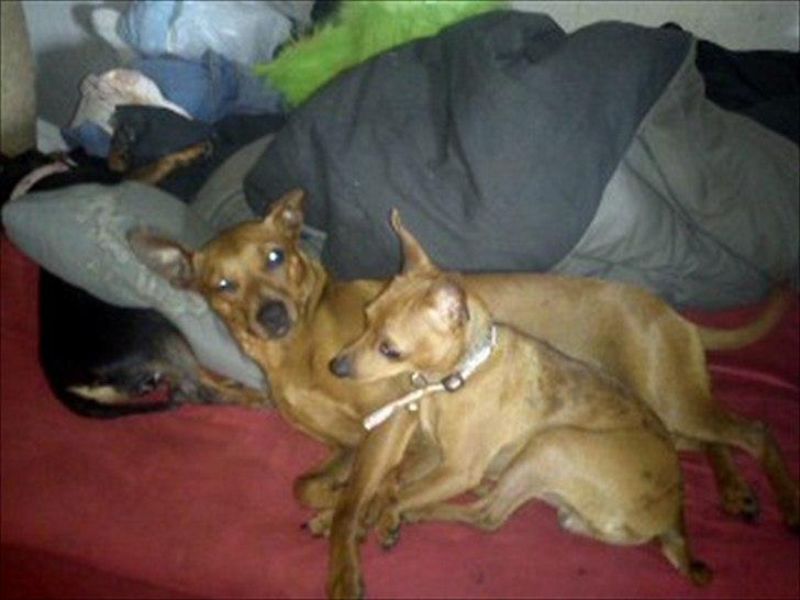 Dvaergpinscher my billede 2