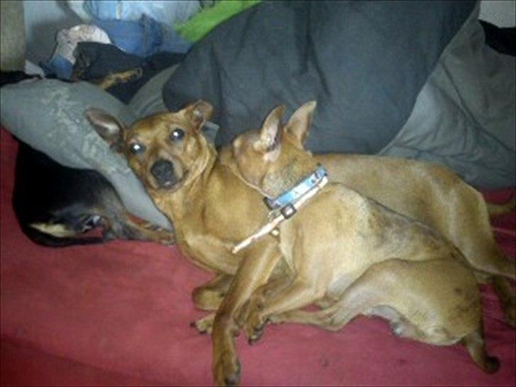 Dvaergpinscher my billede 4