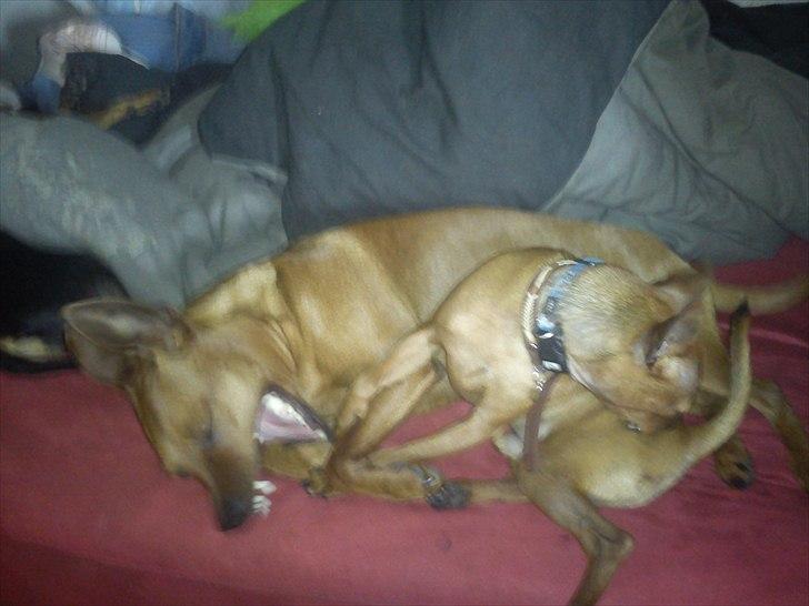 Dvaergpinscher my billede 5