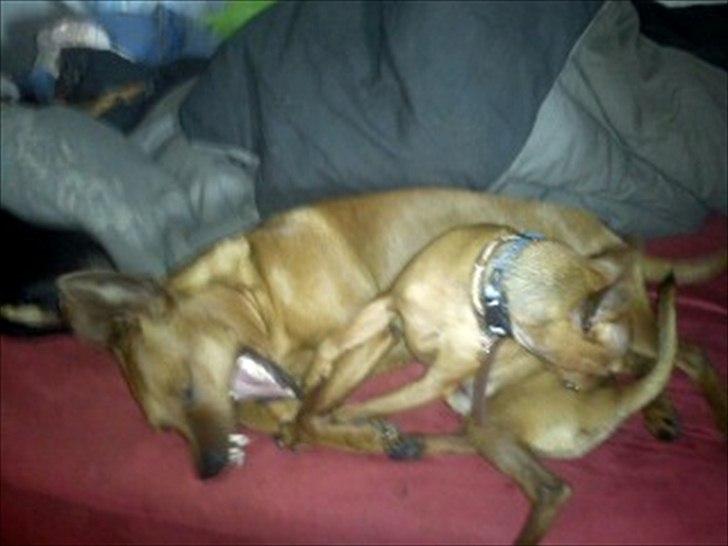 Dvaergpinscher my billede 6