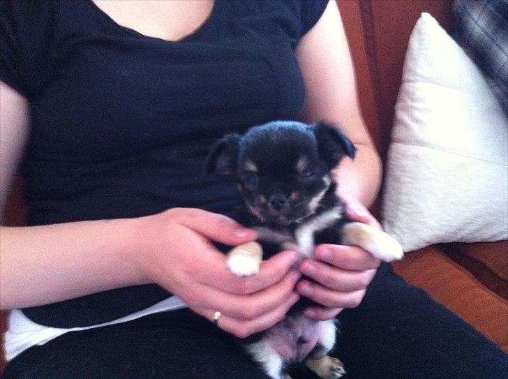 Chihuahua Charlie billede 18