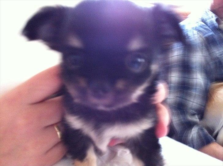 Chihuahua Charlie billede 19