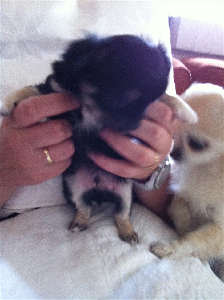 Chihuahua Charlie billede 20