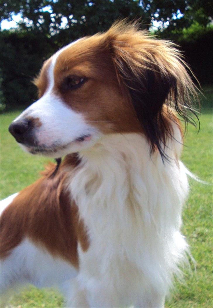 Kooikerhondje Ricko billede 8