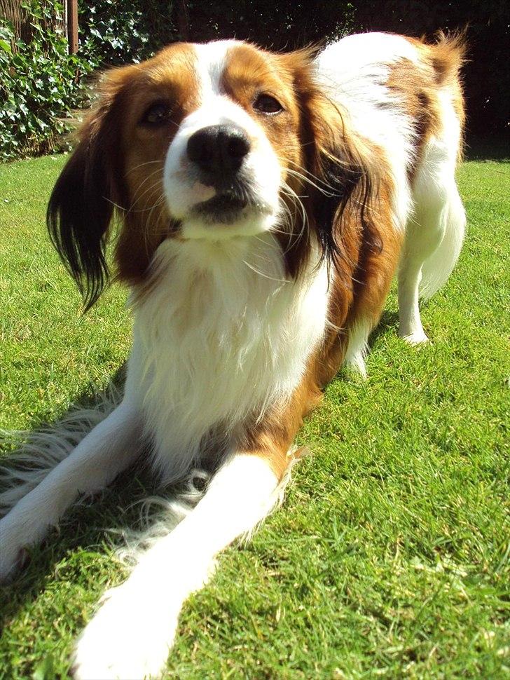 Kooikerhondje Ricko billede 9