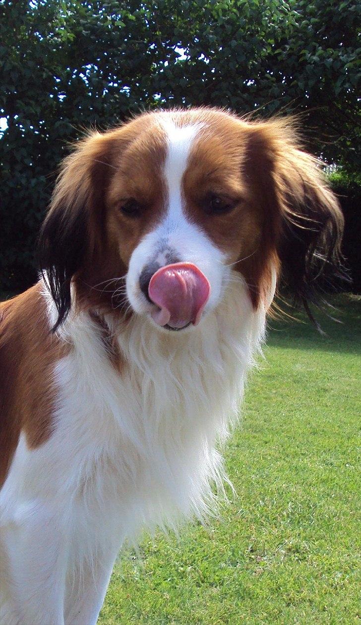 Kooikerhondje Ricko billede 10
