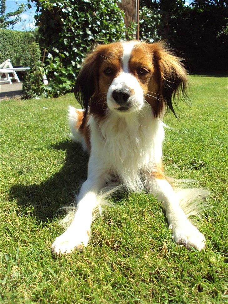Kooikerhondje Ricko billede 11