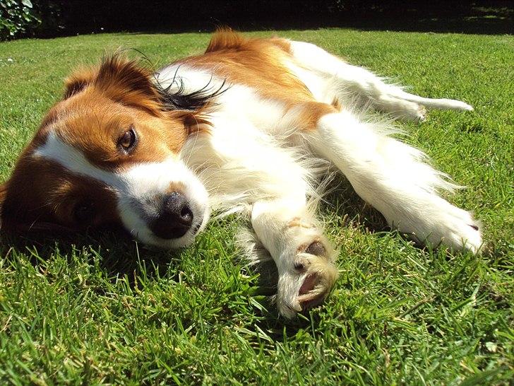 Kooikerhondje Ricko billede 12