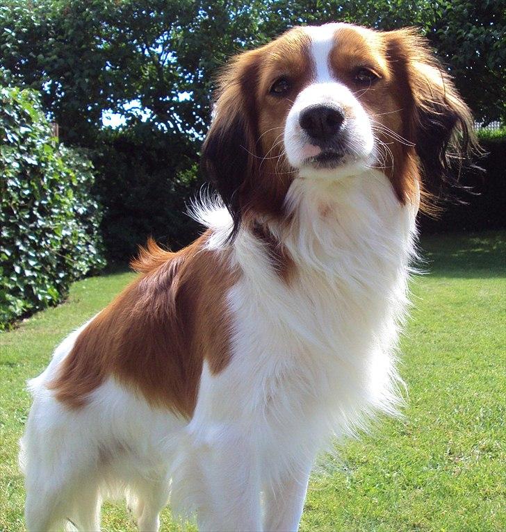 Kooikerhondje Ricko billede 13