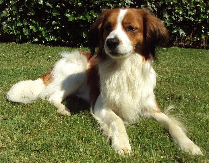 Kooikerhondje Ricko billede 1