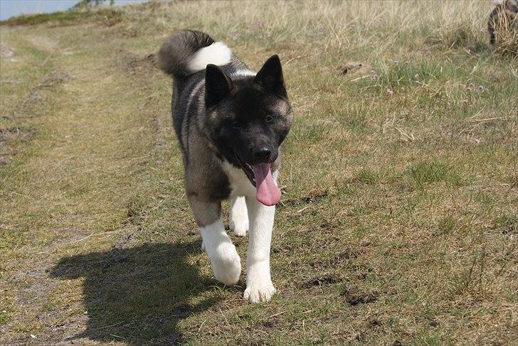 American Akita Zoey<3<3 - kristihimmelfarts ferien 2011 på camping i humlum billede 18