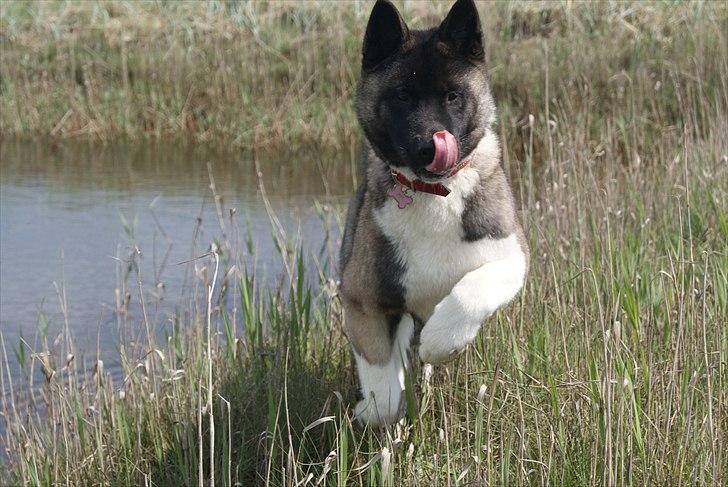 American Akita Zoey<3<3 - kristihimmelfart 2011 billede 19