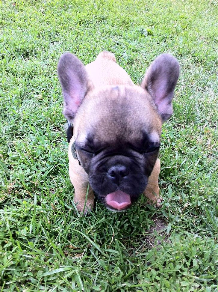 Fransk bulldog Muttley - Gaaaab... billede 5