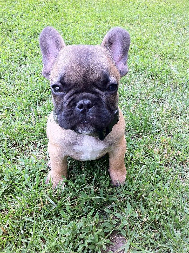 Fransk bulldog Muttley - snart 12 uger, og SMUK! billede 6