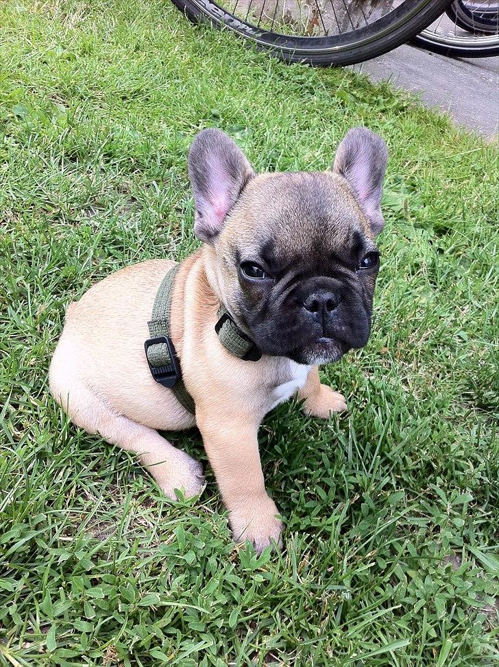Fransk bulldog Muttley - Jaa jeg er kær! 11uger. billede 1