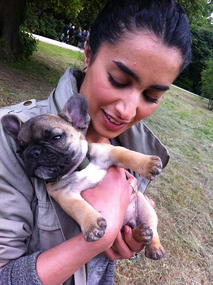 Fransk bulldog Muttley - Næsten 12 uger - bliver holdt af en veninde billede 7