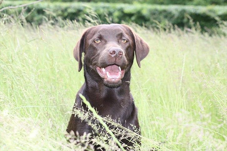 Labrador retriever Nuca - Man er vel fotogen :P billede 5
