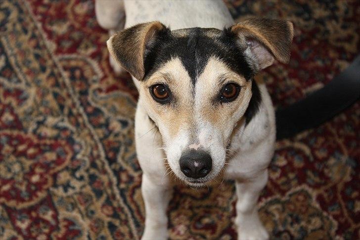 Jack russell terrier My billede 9