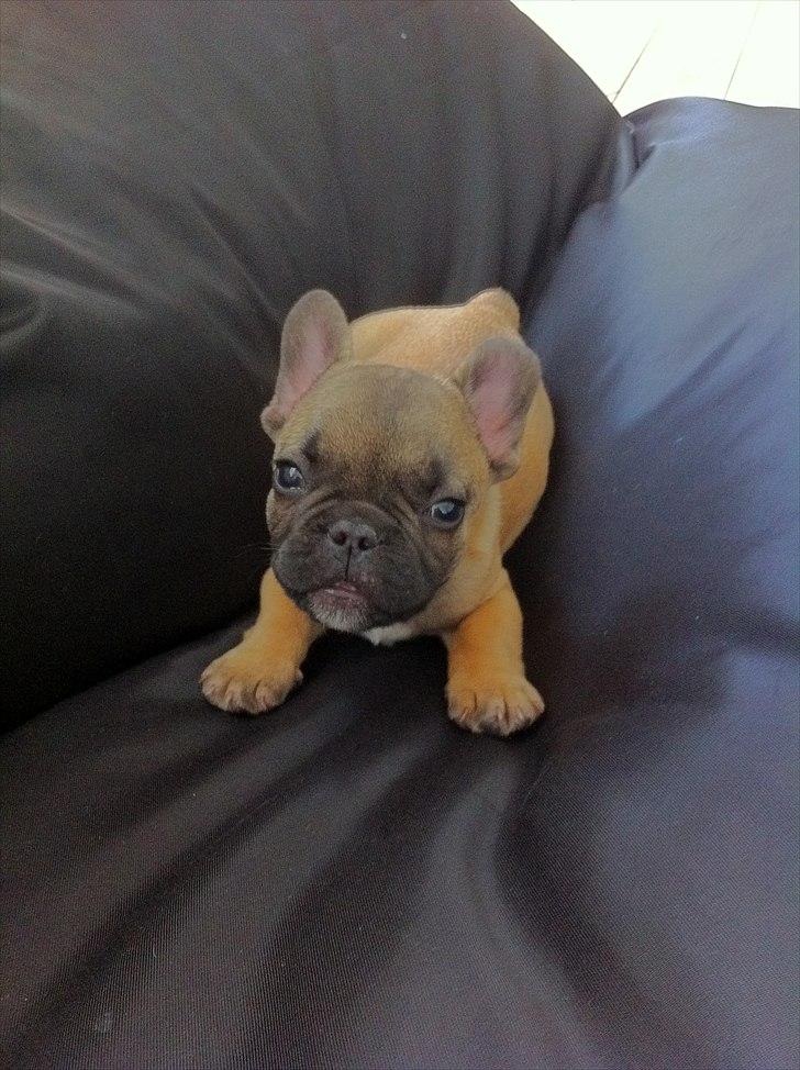 Fransk bulldog Muttley - Snart 12 uger - "jeg gør af dig fordi du tager billeder!" billede 8
