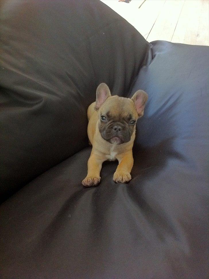 Fransk bulldog Muttley - snart 12 uger "hold så op med at forstyrre mig med det kamera!" billede 9