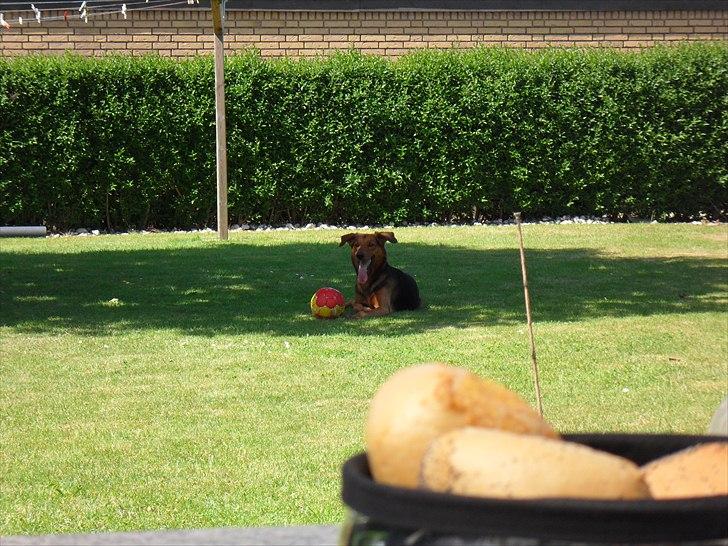 Blanding af racer | Bisse billede 16