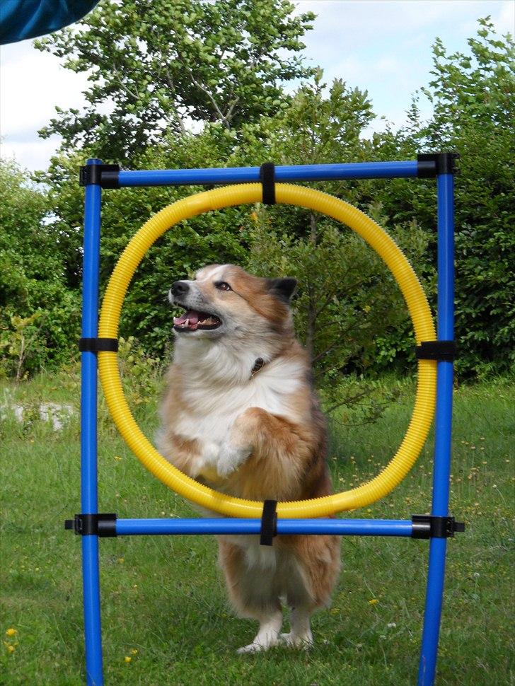 Islandsk fårehund Linus billede 15