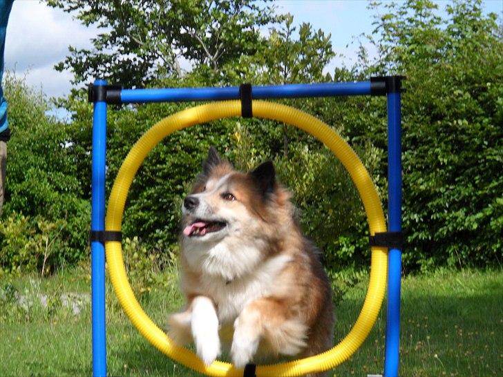 Islandsk fårehund Linus billede 2