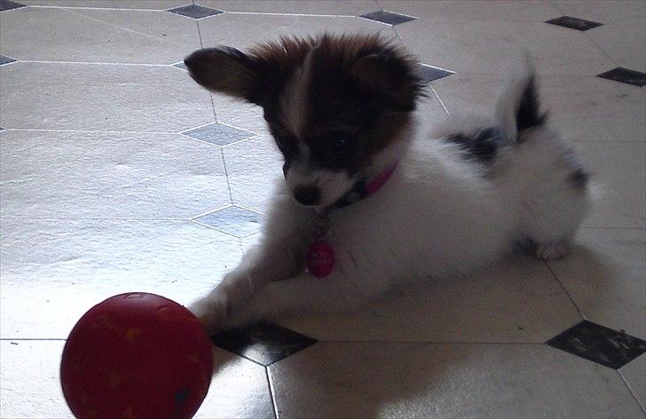 Papillon NA's Molly - avanceret legetøj 17. juni 2011 billede 15