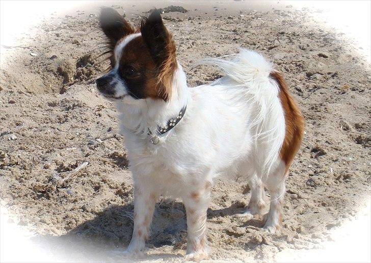 Chihuahua Fleur billede 12