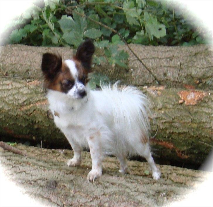 Chihuahua Fleur billede 1