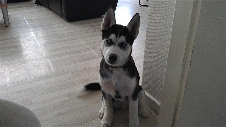 Siberian husky Zacky billede 7