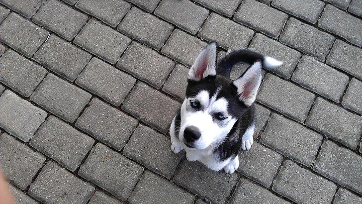 Siberian husky Zacky billede 8