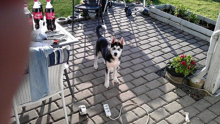 Siberian husky Zacky billede 9