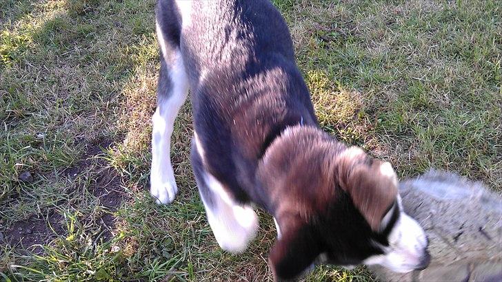 Siberian husky Zacky billede 10